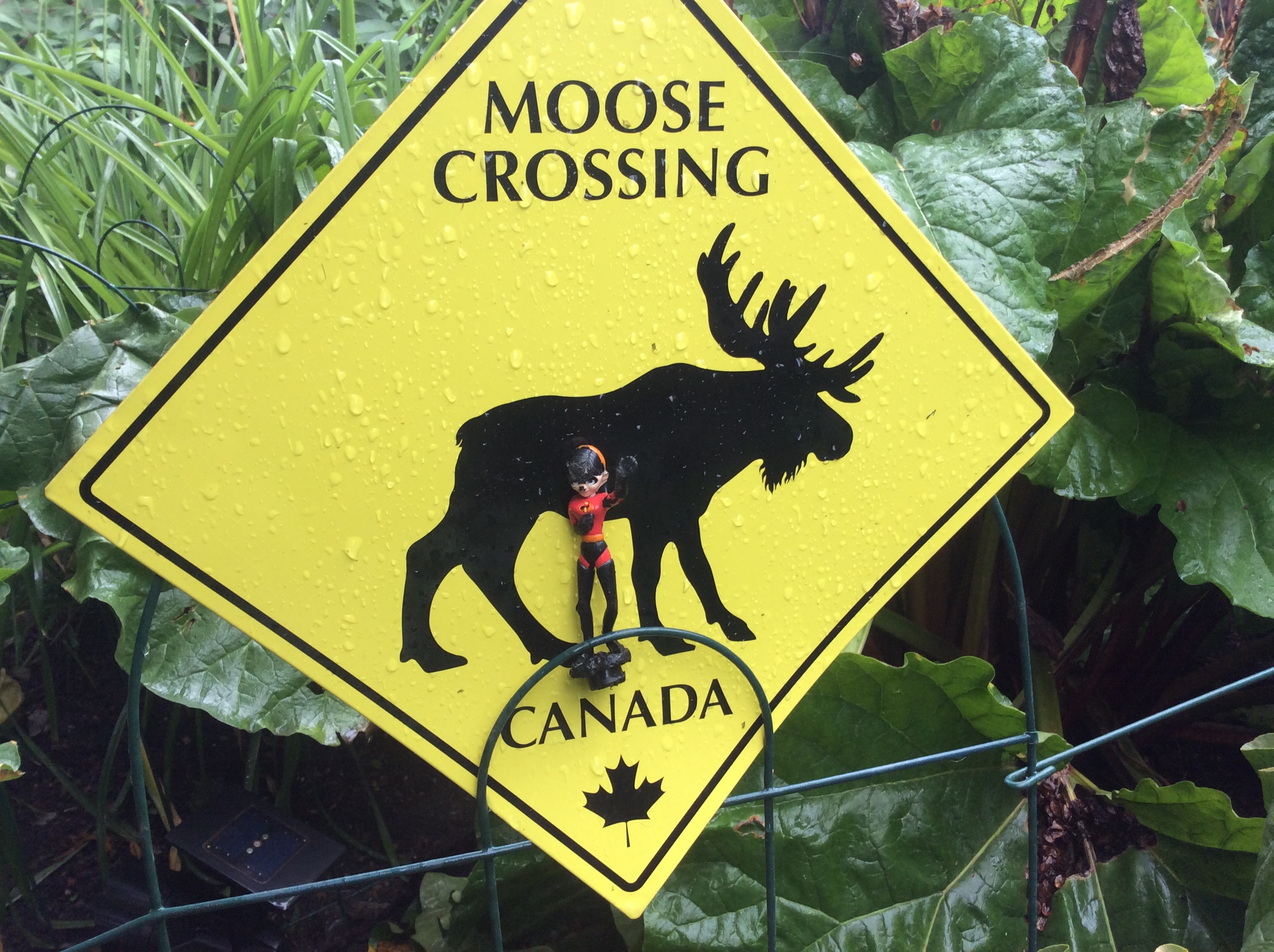 moose stay