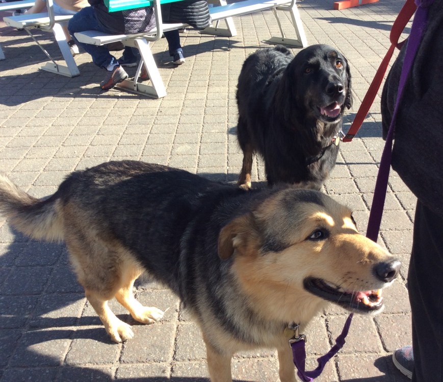 Bailey and MacGyver 2